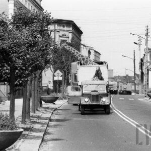 żyrafa w specjalnym samochodzie transportowym jadącym ulicą między kamienicami