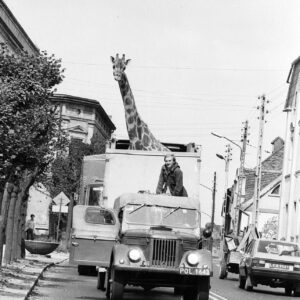 żyrafa w specjalnym samochodzie transportowym jadącym ulicą między kamienicami