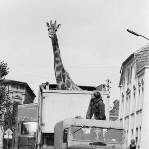 żyrafa w specjalnym samochodzie transportowym jadącym ulicą między kamienicami