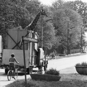 żyrafa w specjalnym samochodzie transportowym jadącym ulicą między kamienicami