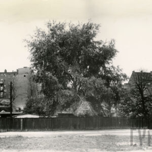 niski drewniany płot, pośrodku duże drzewo, w głębi z lewej i prawej kilkupiętrowe kamienice