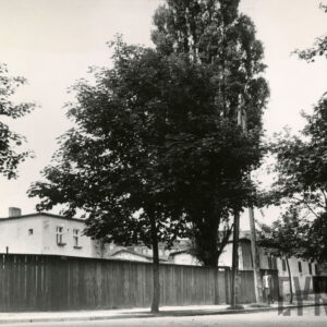 na pierwszym planie drzewa, wzdłuż ulicy biegnie drewniany płot, za nim murowane budynki