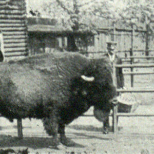 struś na wybiegu otoczonym drewnianym ogrodzeniem, w tle drewniany budynek