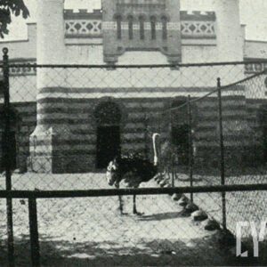 struś na wybiegu otoczonym siatką, w tle budynek w stylu orientalnym