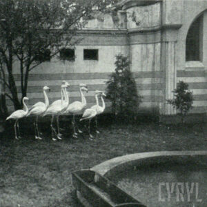 struś na tle budynku w stylu orientalnym