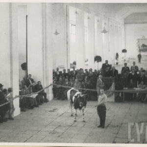 duża hala, pośrodku mężczyzna z krową, dookoła stoją ludzie