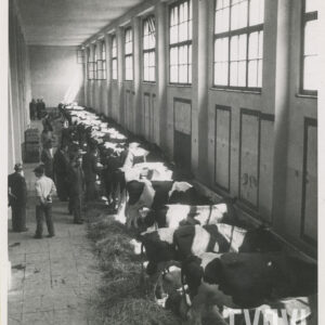 w rzędzie pod ścianą stoją krowy, przy nich grupy mężczyzn