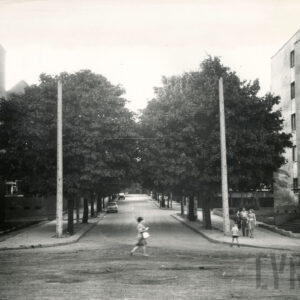 ulica po obu stronach obsadzona drzewami, środkiem idzie kobieta, z prawej grupa ludzi