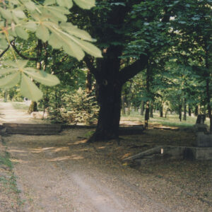 Szeroka aleja ze schodami. Po bokach drzewa i fragmenty nagrobków.