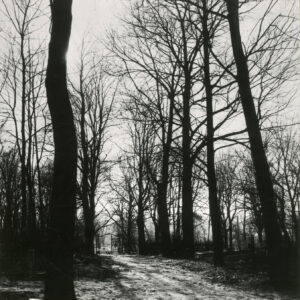 Aleja cmentarza, po bokach wysokie drzewa i fragmenty nagrobków. Na końcu alei brama. W bramie stoi samochód.