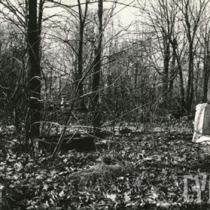 Kilka zniszczonych nagrobków, pomiędzy nimi drzewa i krzewy. Na terenie porośniętym trawą, leżą suche liście.  