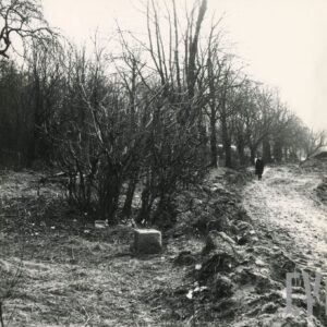 Zadrzewiony teren, po prawej stronie alejka i idący nią człowiek.