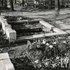 Skrzyżowane aleje, przy nich kamienne nagrobki, metalowe ogrodzenia i pnie drzew.