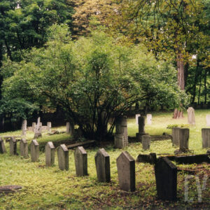 Kilka rzędów kamiennych nagrobków w różnych kształtach. Pośrodku duży krzew bzu lilaka. Z tyłu drzewa.