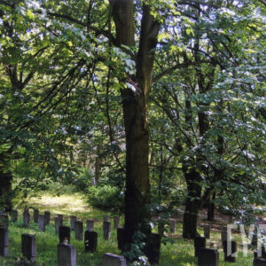 kilka rzędów nagrobków w kształcie krzyży stojących wśród zieleni i wysokich drzew liściastych