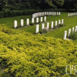 Kilka rzędów biały płyt nagrobnych. Za nimi żywopłot, a obok kobierzec z jałowca.