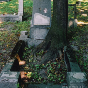 szary nagrobek z tablica epitafijną i medalionem portretowym, z którego wnętrza wyrasta pień drzewa, wokół teren cmentarza i inne nagrobki