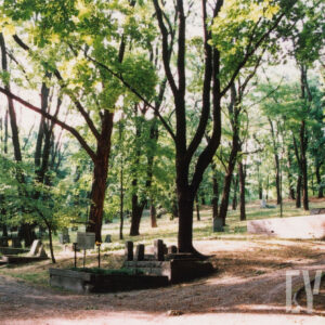 skrzyżowanie gruntowych alejek cmentarza, drzewa i kamienne nagrobki