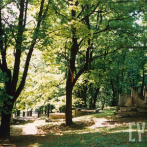 pole z kamiennymi nagrobkami, pomiędzy nimi wysokie drzewa