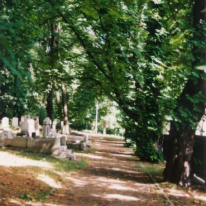 aleja cmentarza, z lewej kamienne nagrobki i drzewa, z prawej rząd potężnych drzew