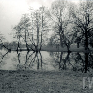 grupa drzew bez liści odbijająca się w rozlewisku wśród łąk