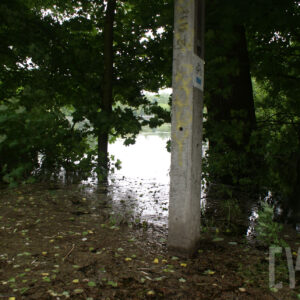 drzewa stojące w wodzie