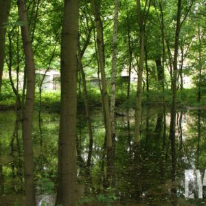 drzewa stojące w wodzie