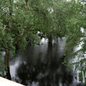 drzewa stojące w wodzie