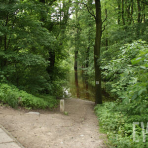 drzewa stojące w wodzie