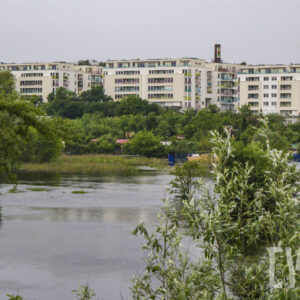 drzewa stojące w wodzie, za nimi wielokondygnacyjne bloki mieszkalne