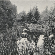 otoczony drzewami staw z zatopionymi wielkim głazami